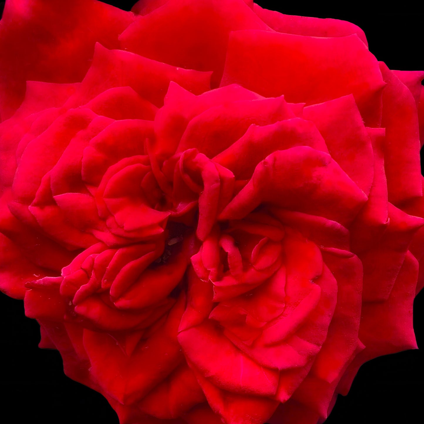 Large Red Rose Wall Art Printable – Botanical Flower Photography - Digital Download