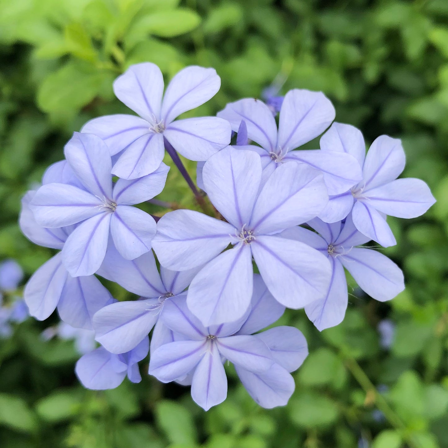 Purple Flowers Wall Art Printable, Garden Flower Photography, Vibrant Botanical Bloom Decor, Floral Digital Download