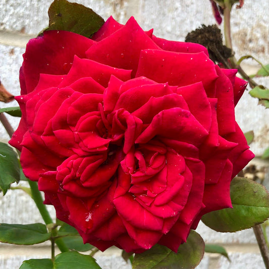 Bold Red Rose Wall Art Printable, Vibrant Floral Photography, Large Red Flower Decor, Digital Download