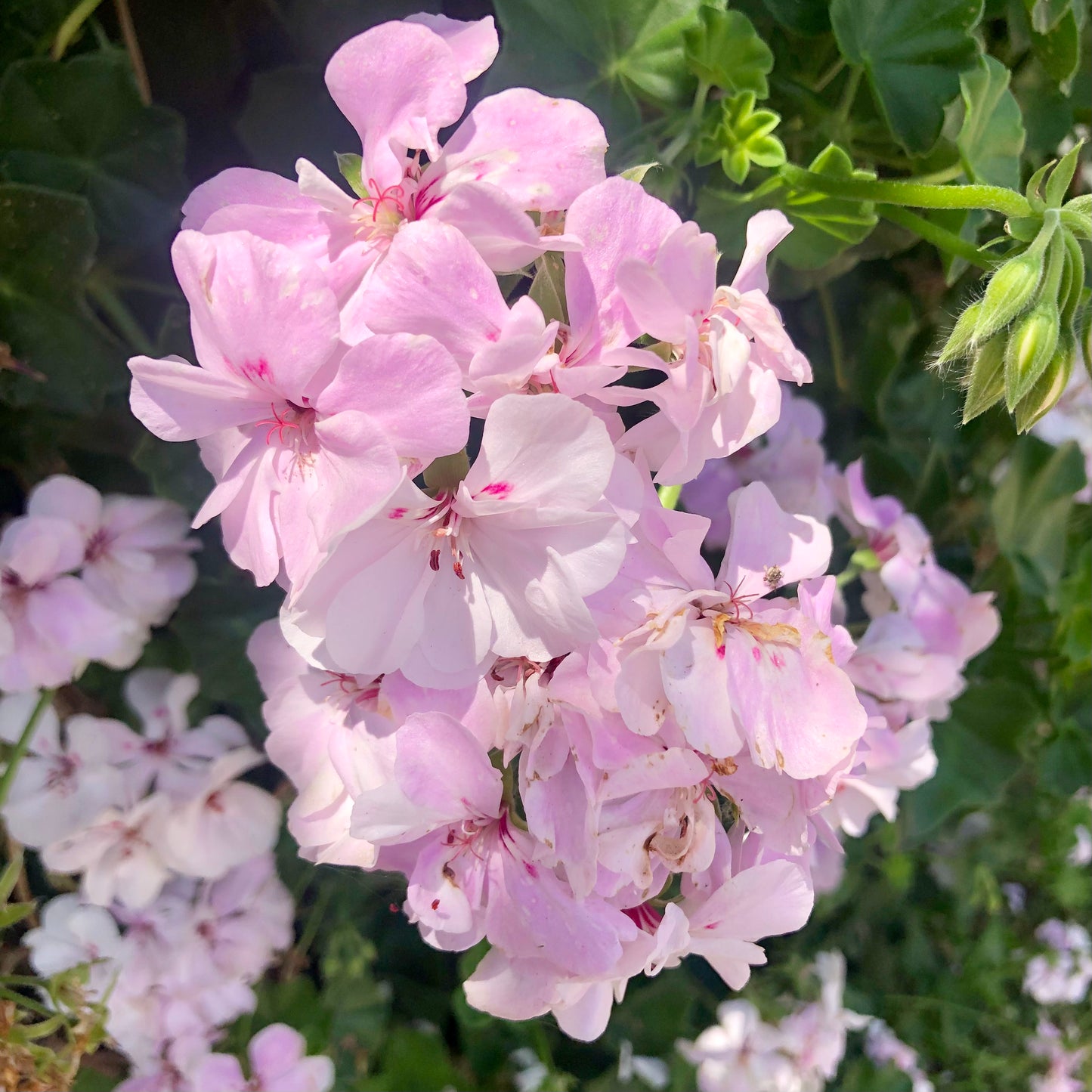 Pink Geranium Flower Wall Art Printable, Vibrant Garden Botanical Photography, Cheerful Floral Home Decor, Digital Download