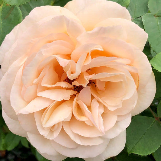 Peach Rose Photo Printable, Peach Garden Rose, Flower Photo, Botanical Print, Floral Wall Art, Nature Photography, Digital Download