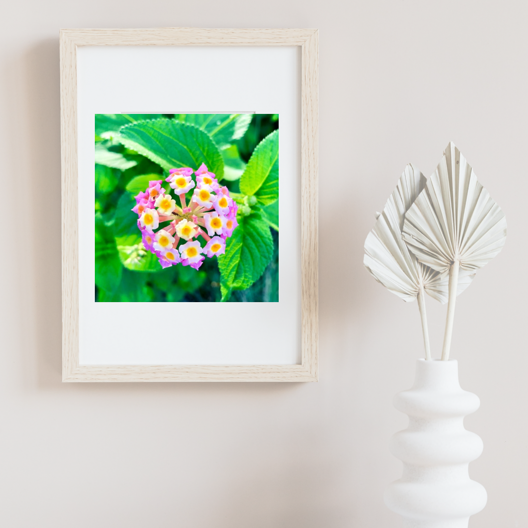 Pink White Yellow Lantana Camara Wall Art Printable, Flower Photography, Colourful Garden Bloom Decor, Botanical Digital Download