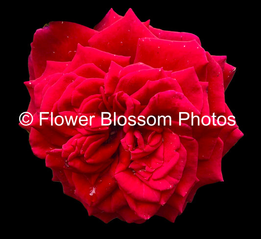 Exquisite Striking Bold Red Rose Photo | Exclusive High-Resolution Flower Photo: Premium Floral Art with 10-Year Commercial License for High-Profile Campaigns