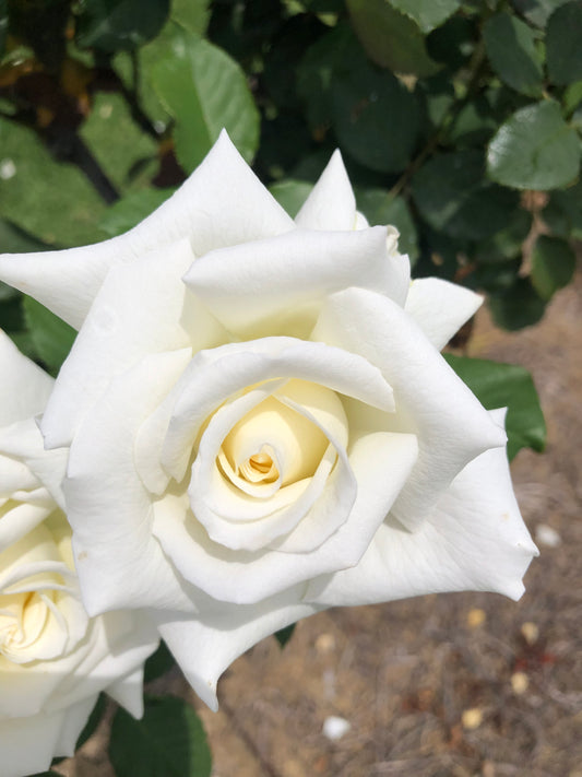 White Rose Printable Wall Art, Elegant Botanical Flower Photography, Digital Download