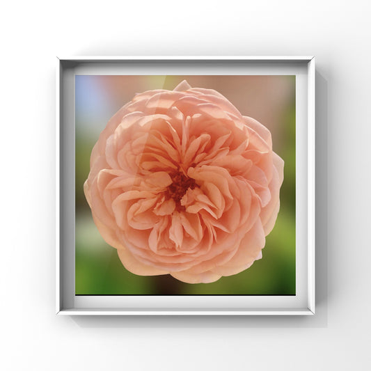 Apricot English Rose Wall Art Printable, Flower Photography, Elegant Botanical Decor, Digital Download
