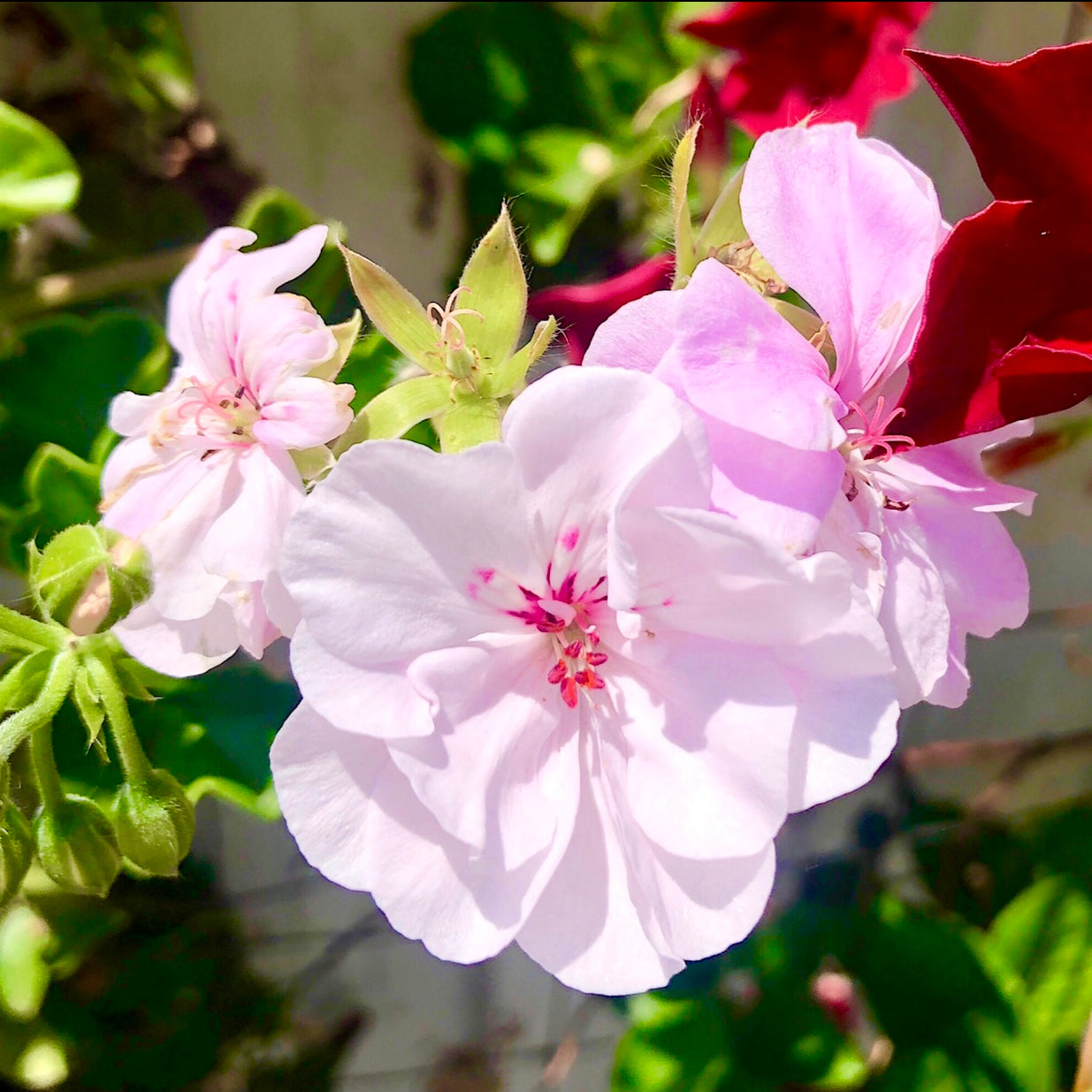 Pink and White Flower Wall Art Printable, Soft Floral Photography, Garden Bloom Decor, Botanical Digital Download