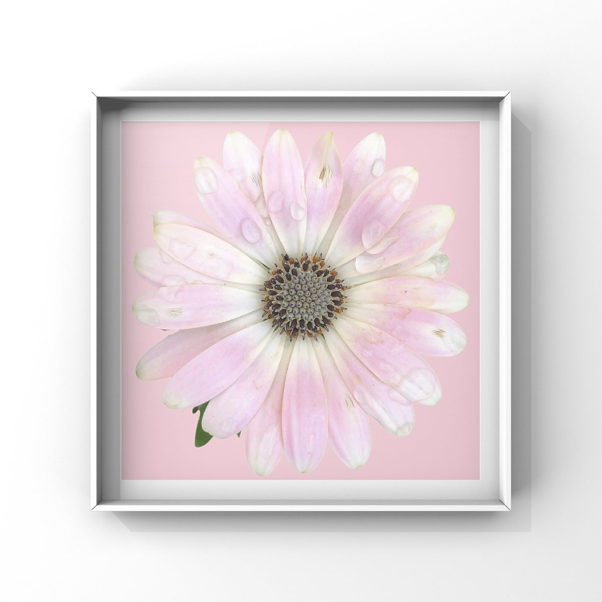 Light Pink and White African Daisy Wall Art Printable, Pink Background, Flower Photography, Elegant Botanical Decor, Digital Download