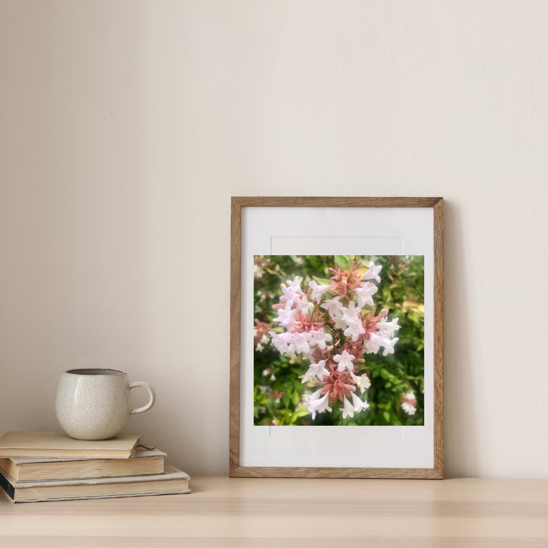 White Abelia Flower Printable Wall Art Bundle (2), Elegant Botanical Photography, Floral Digital Download Set, Nature Wall Decor