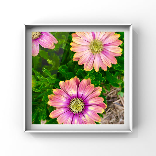 African Daisy Printable Wall Art, Purple Pink Yellow Flower Photography, Digital Download