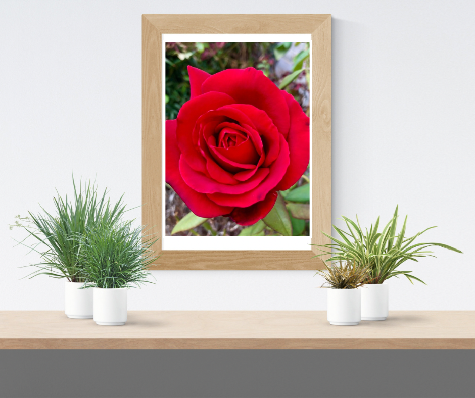 Red Rose Wall Art Printable, Flower Photography, Elegant Botanical Decor, Digital Download