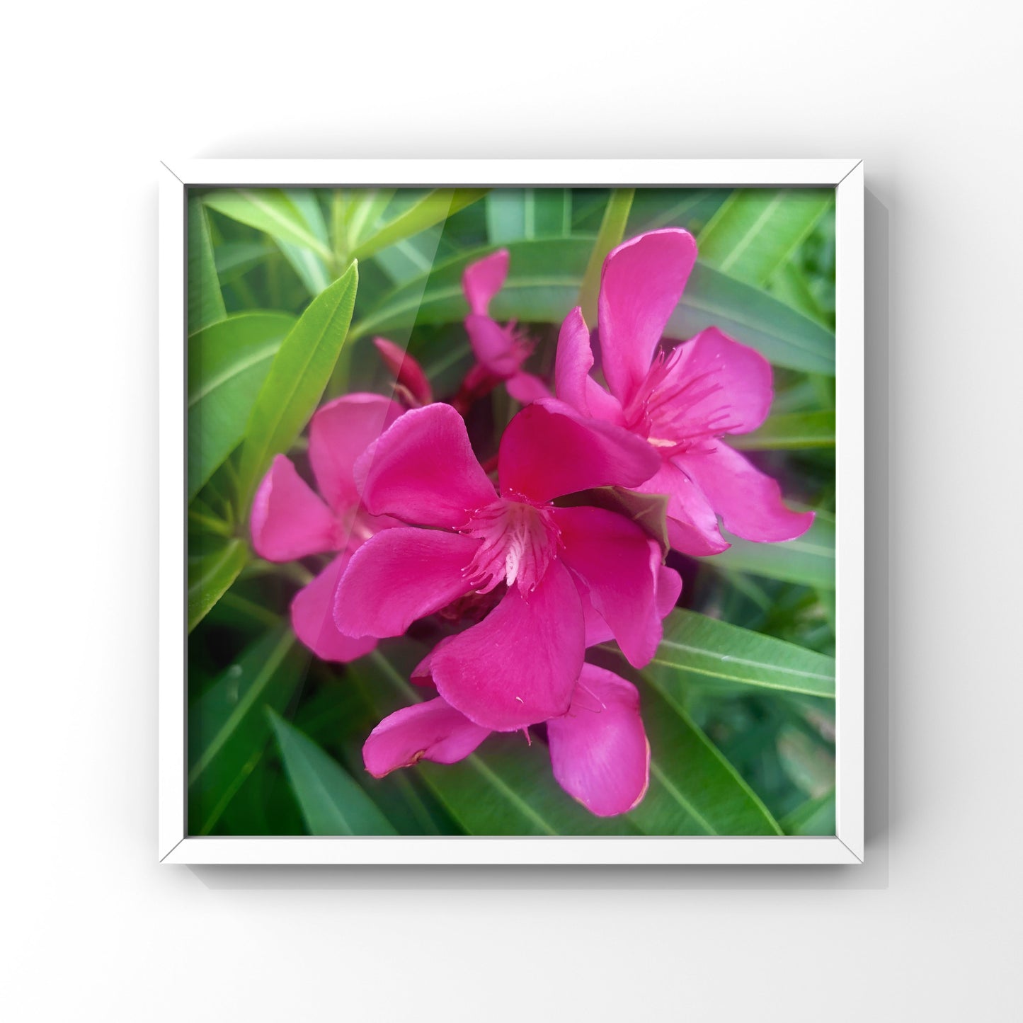 Vibrant Pink Blooms| High-Resolution Digital Image For Personal Use