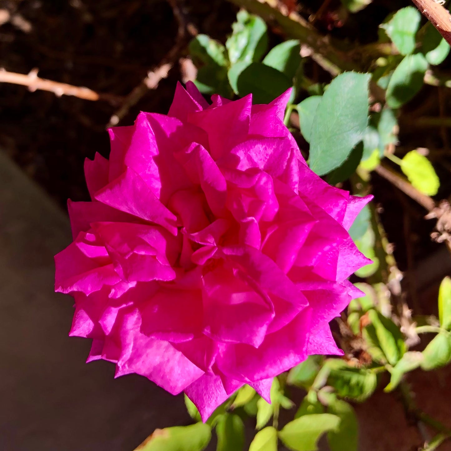 Pink Rose Wall Art Printable, Rose Flower Photography, Botanical Floral Decor, Soft Pink Bloom Digital Download