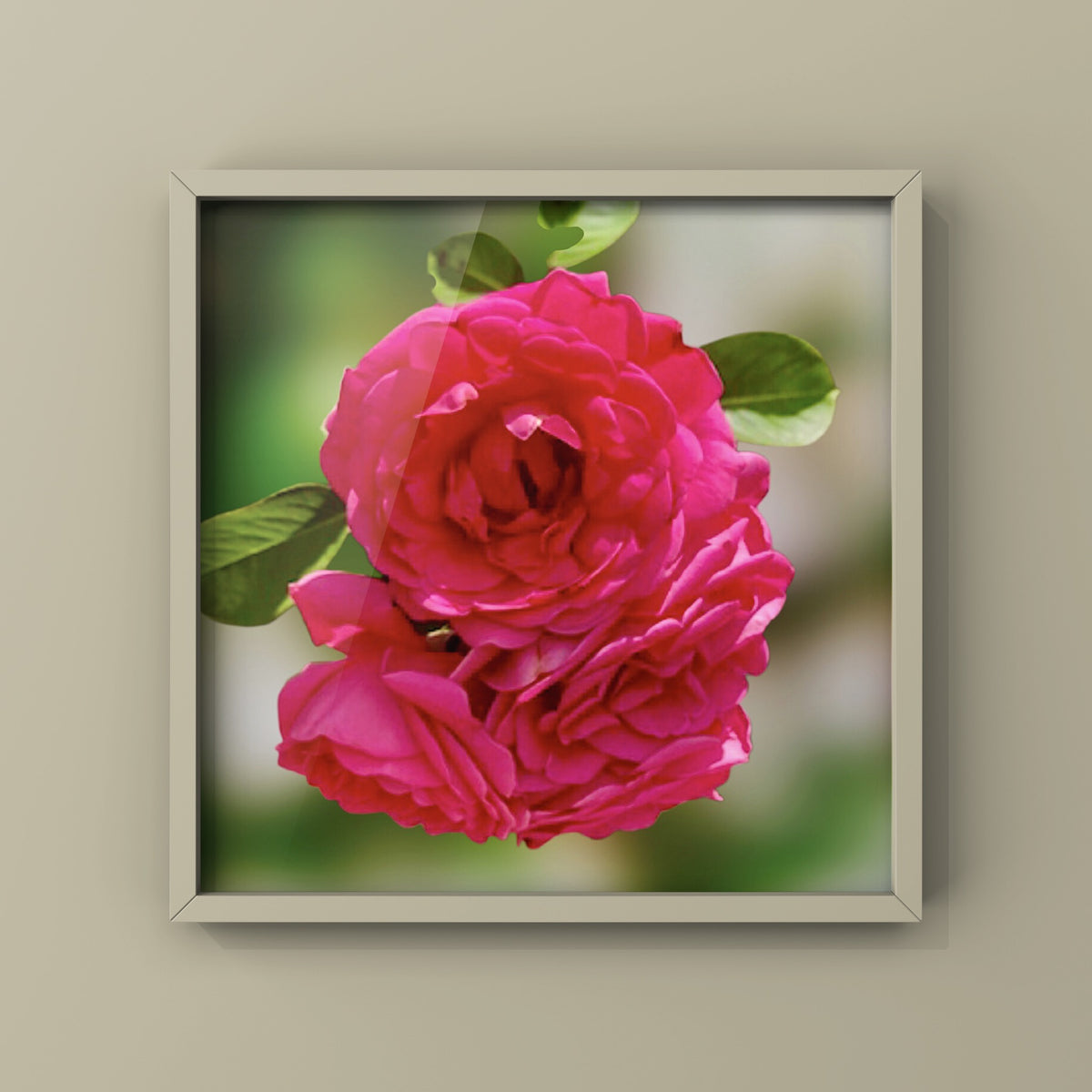 Vibrant Pink Garden Roses Wall Art Printable, Floral Photography, Soft Dreamy Elegant Botanical Decor, Digital Download