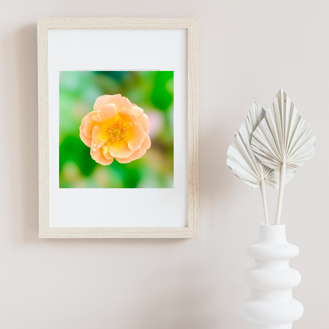 Peach Rose Wall Art Printable, Flower Photography, Elegant Botanical Decor, Digital Download