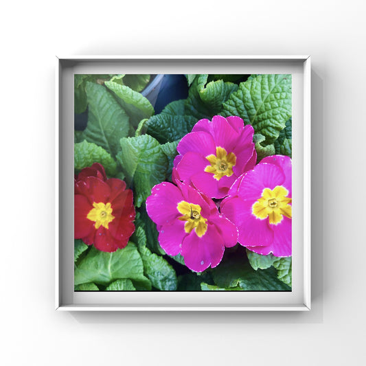 Bright Pink Primrose Flower, Vibrant Floral Photography, Colourful Botanical Decor, Pink Flower Digital Download