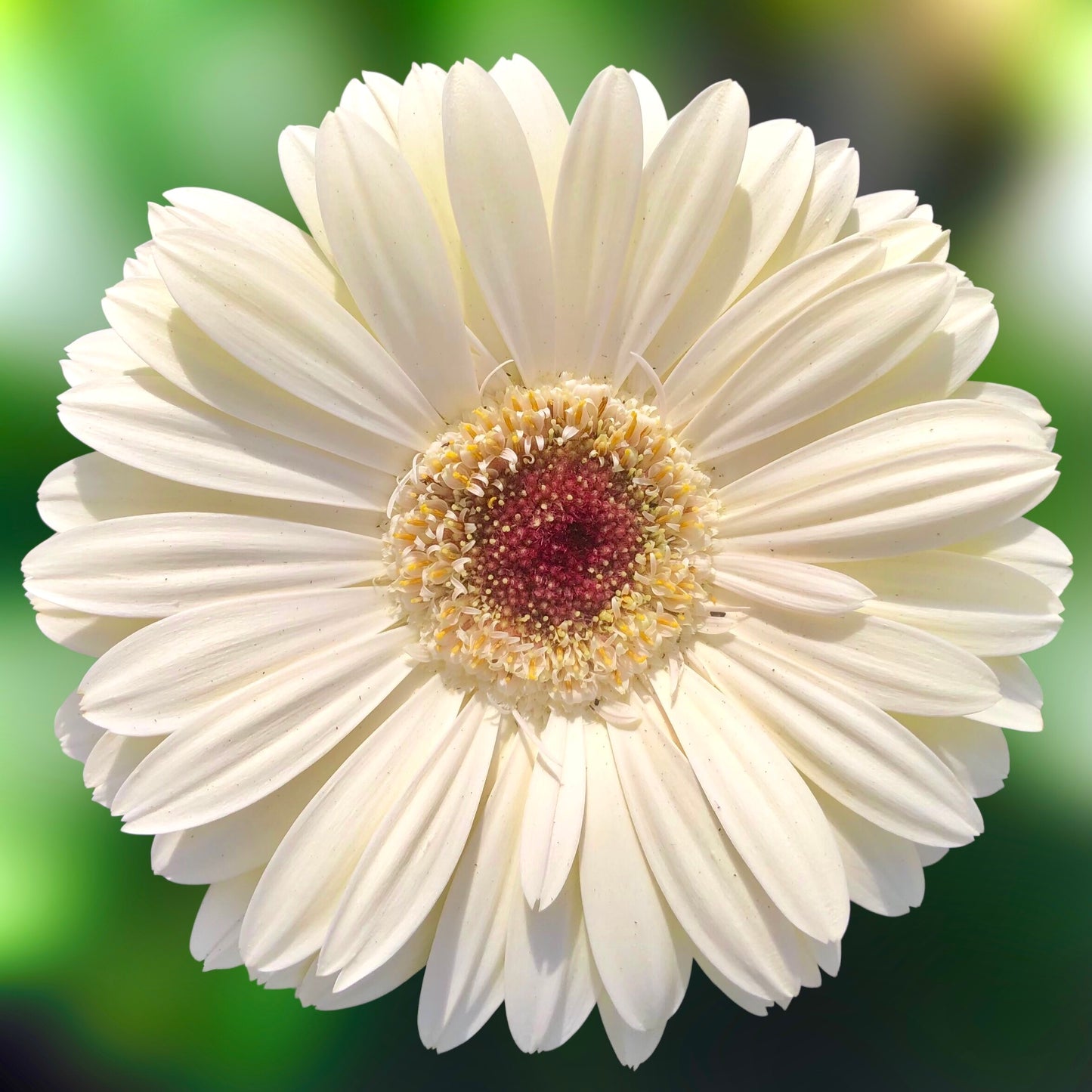 White Gerbera Daisy Wall Art Printable, Flower Photography, Elegant Botanical Decor, Digital Download
