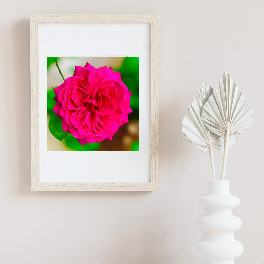 Magenta Garden Rose Wall Art Printable, Flower Photography, Elegant Botanical Decor, Digital Download