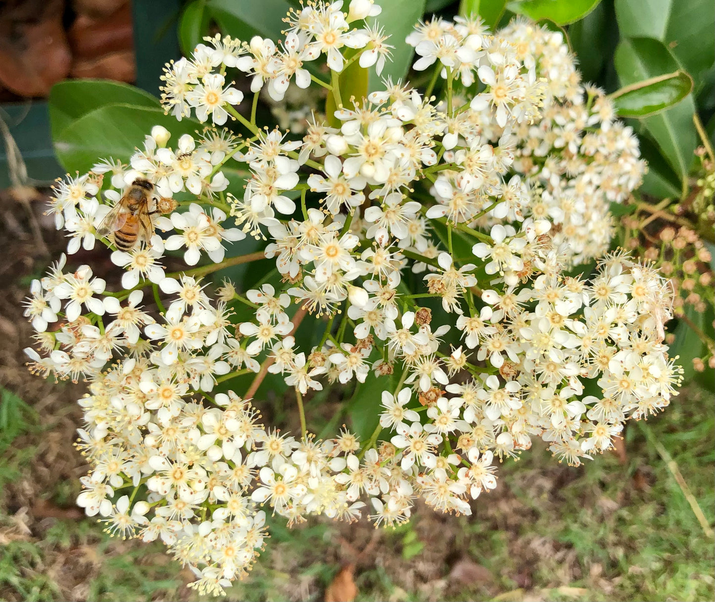 White Flowers Printable Wall Art, Elegant Floral Photography, Digital Download