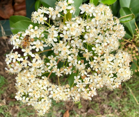 White Flowers Printable Wall Art, Elegant Floral Photography, Digital Download