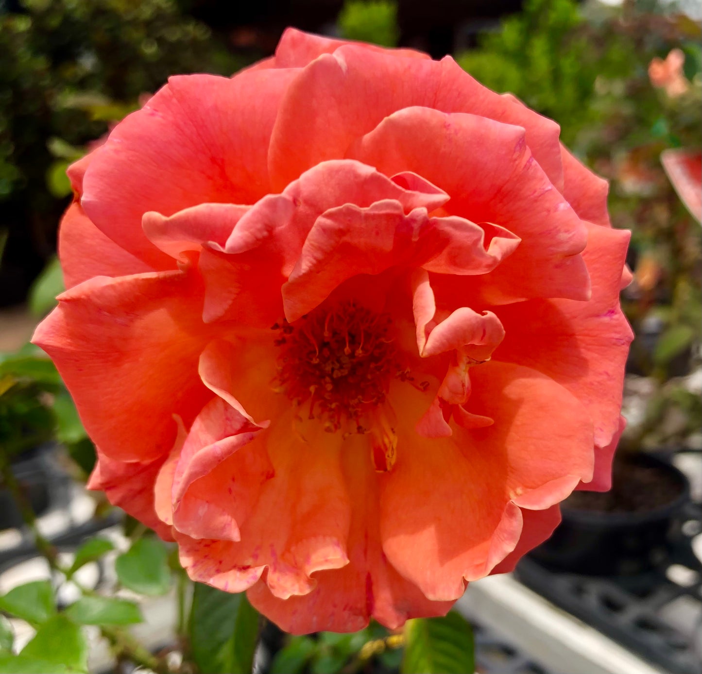 Orange Rose Printable Wall Art – Vibrant Botanical Flower Photography - Digital Download