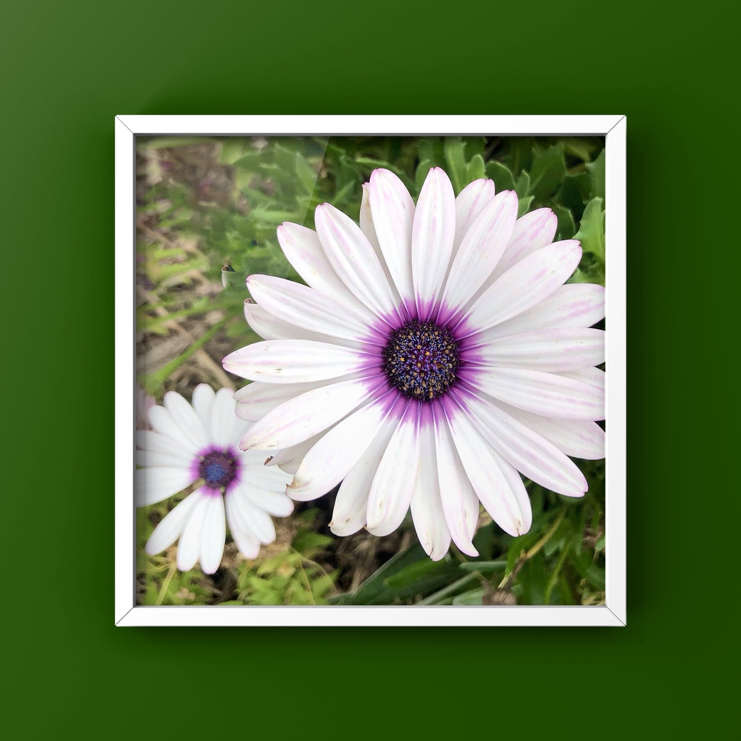 White and Purple African Daisy Printable Wall Art, Botanical Flower Photography, Digital Download