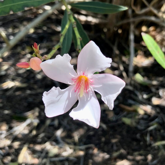 Small White Oleander Wall Art Printable, Delicate Oleander Flower Photography, Botanical Floral Decor, Digital Download