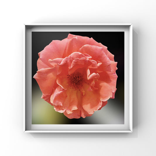Apricot Rose Wall Art Printable, Flower Photography, Elegant Botanical Decor, Digital Download