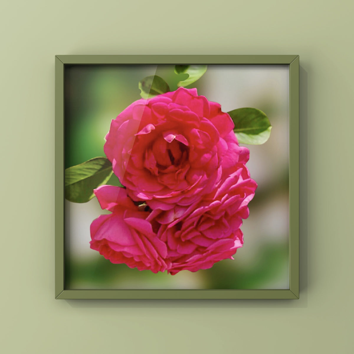 Vibrant Pink Garden Roses Wall Art Printable, Floral Photography, Soft Dreamy Elegant Botanical Decor, Digital Download