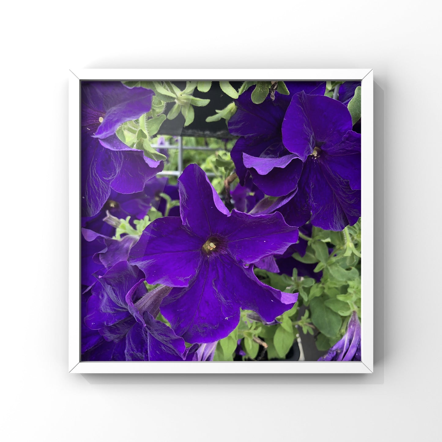 Vivid Purple Delight| High-Resolution Digital Image For Personal Use