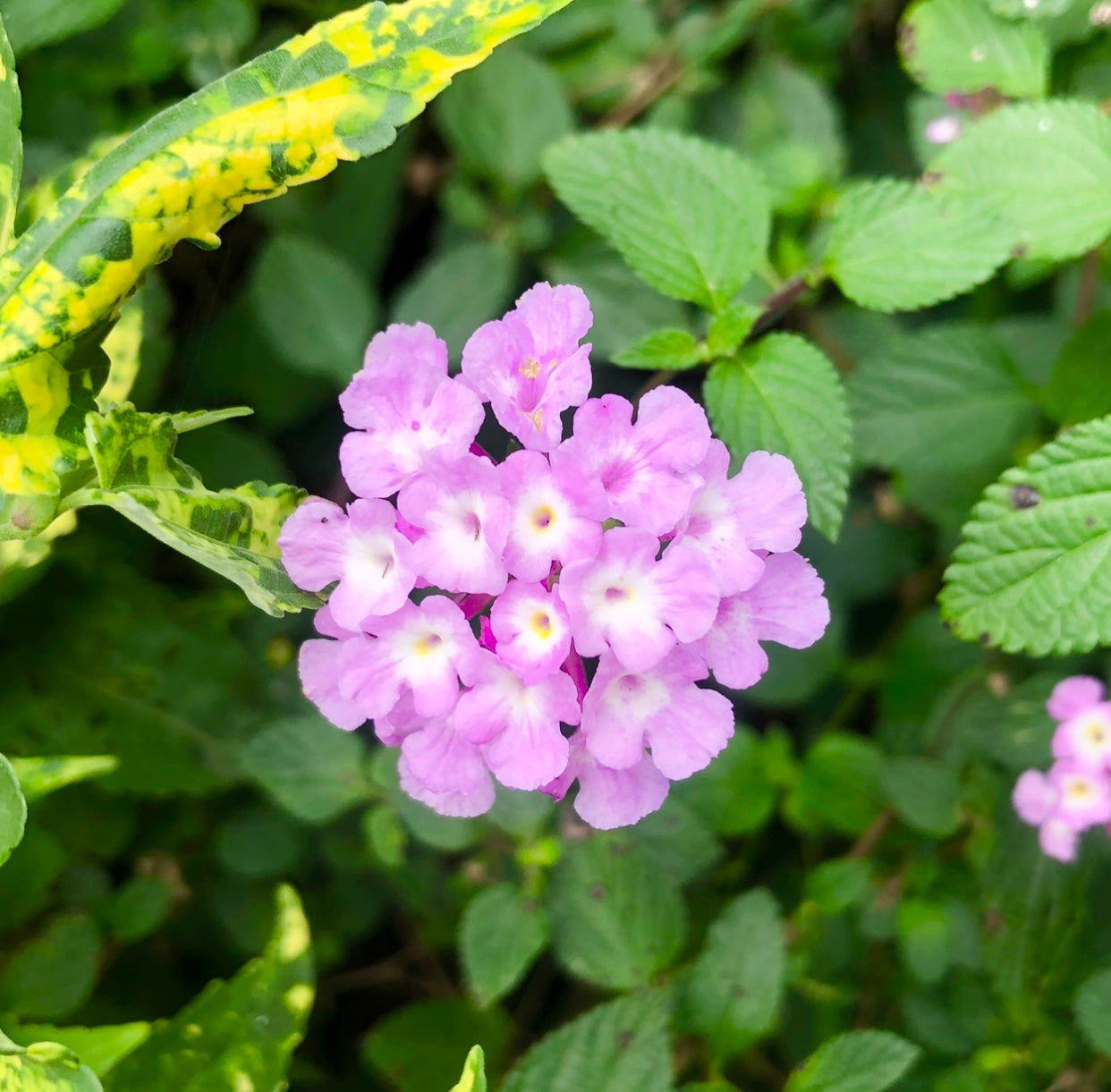 Purple Lantana Wall Art Printable, Flower Photography, Vibrant Garden Bloom Decor, Botanical Digital Download