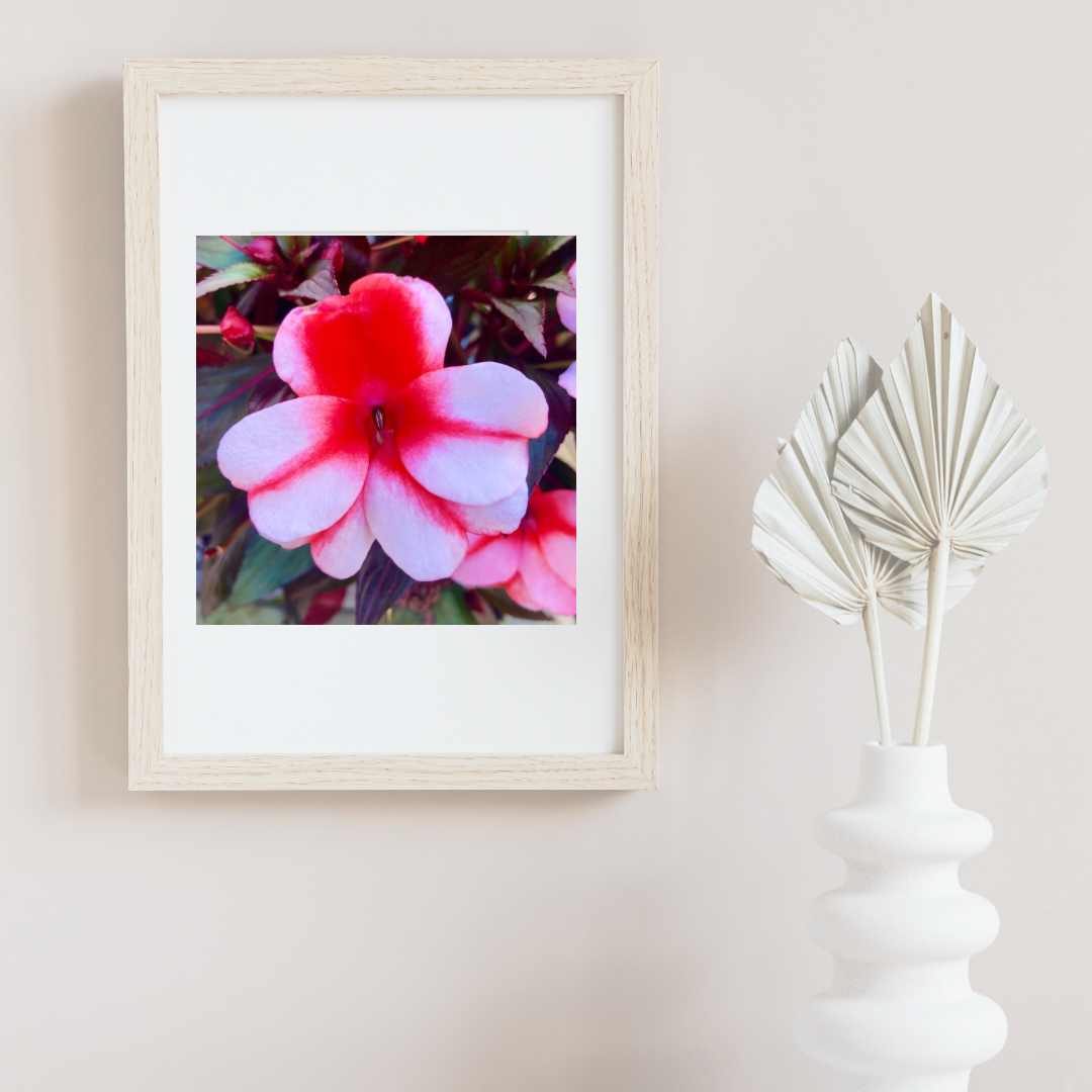 Red and Light Pink Impatiens Printable Wall Art, Vibrant Botanical Flower Photography, Digital Download