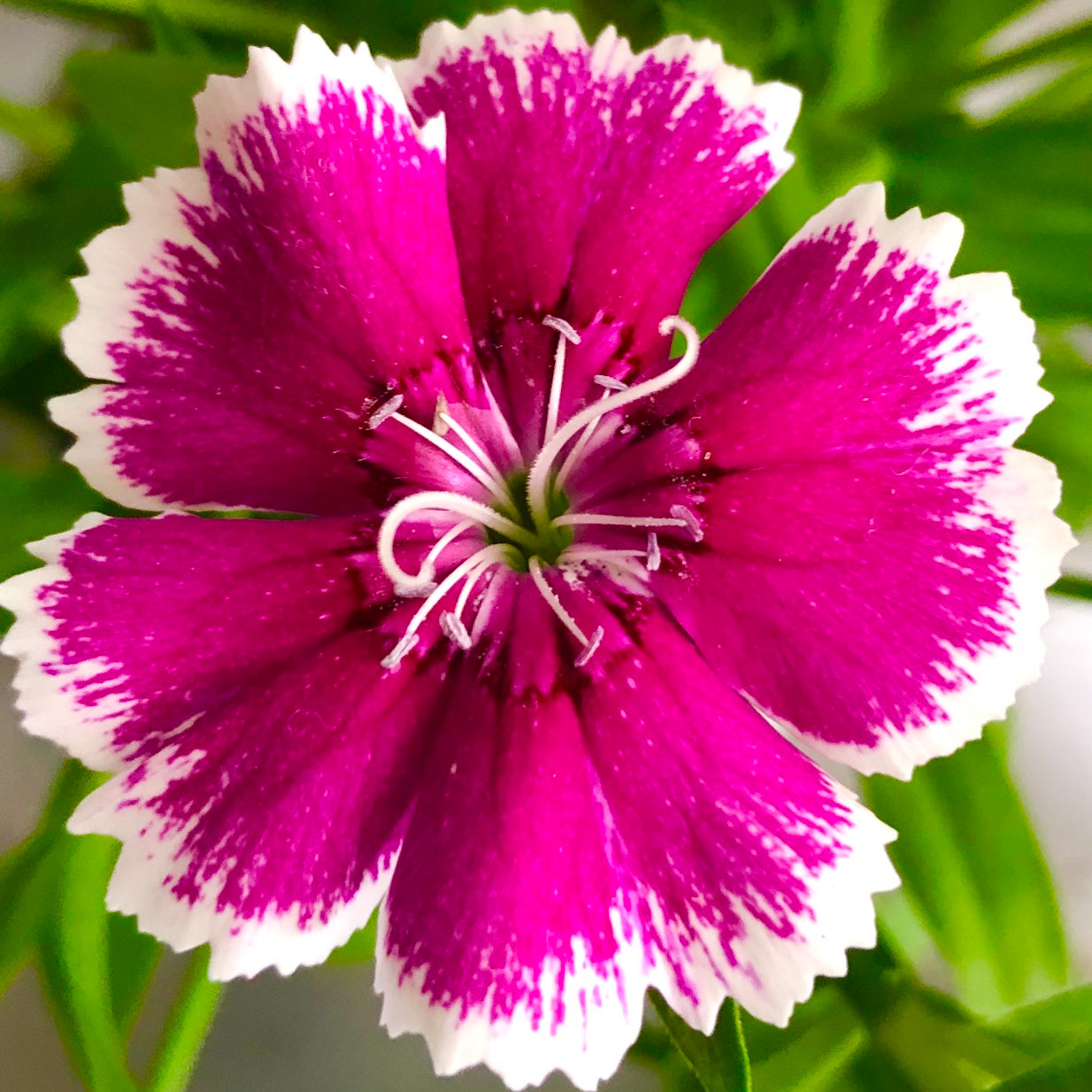 Dianthus Flower Wall Art Printable, Flower Photography, Pink Garden Bloom Decor, Botanical Digital Download