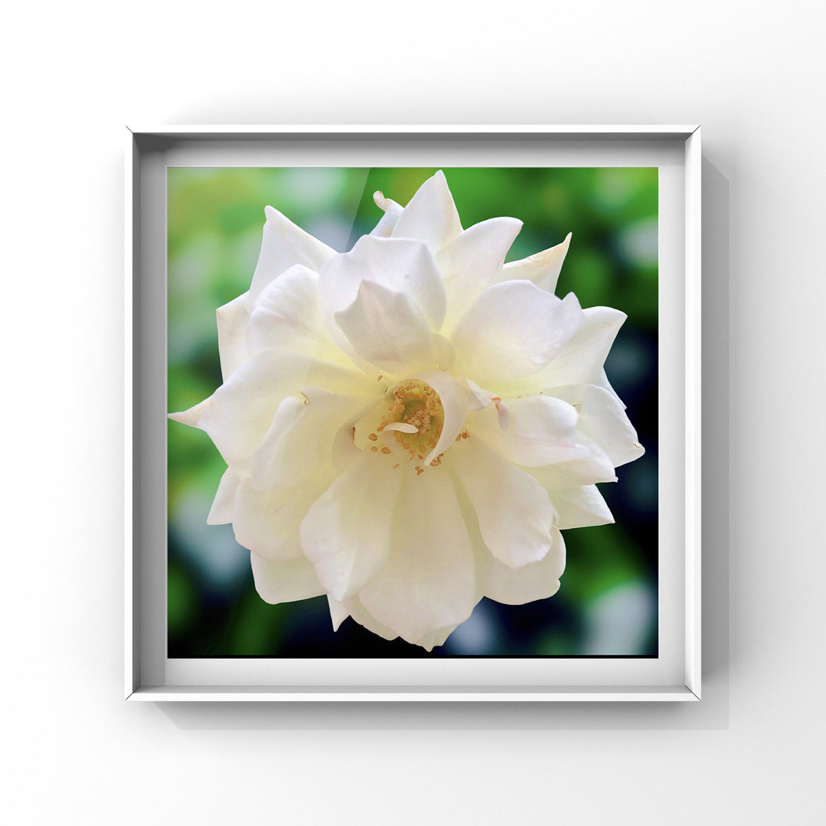White Iceberg Rose Wall Art Printable, Dreamy Floral Photography, Elegant Botanical Decor, Digital Download