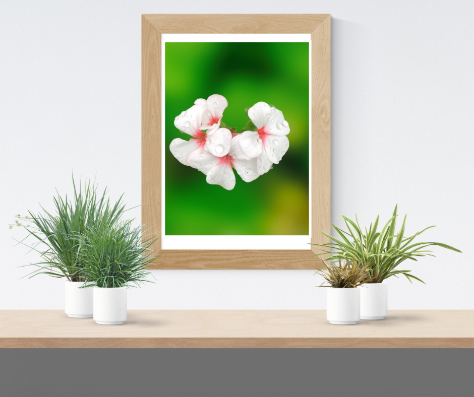 Pink and Red Garden Geraniums Wall Art Printable, Flower Photography, Elegant Botanical Decor, Digital Download