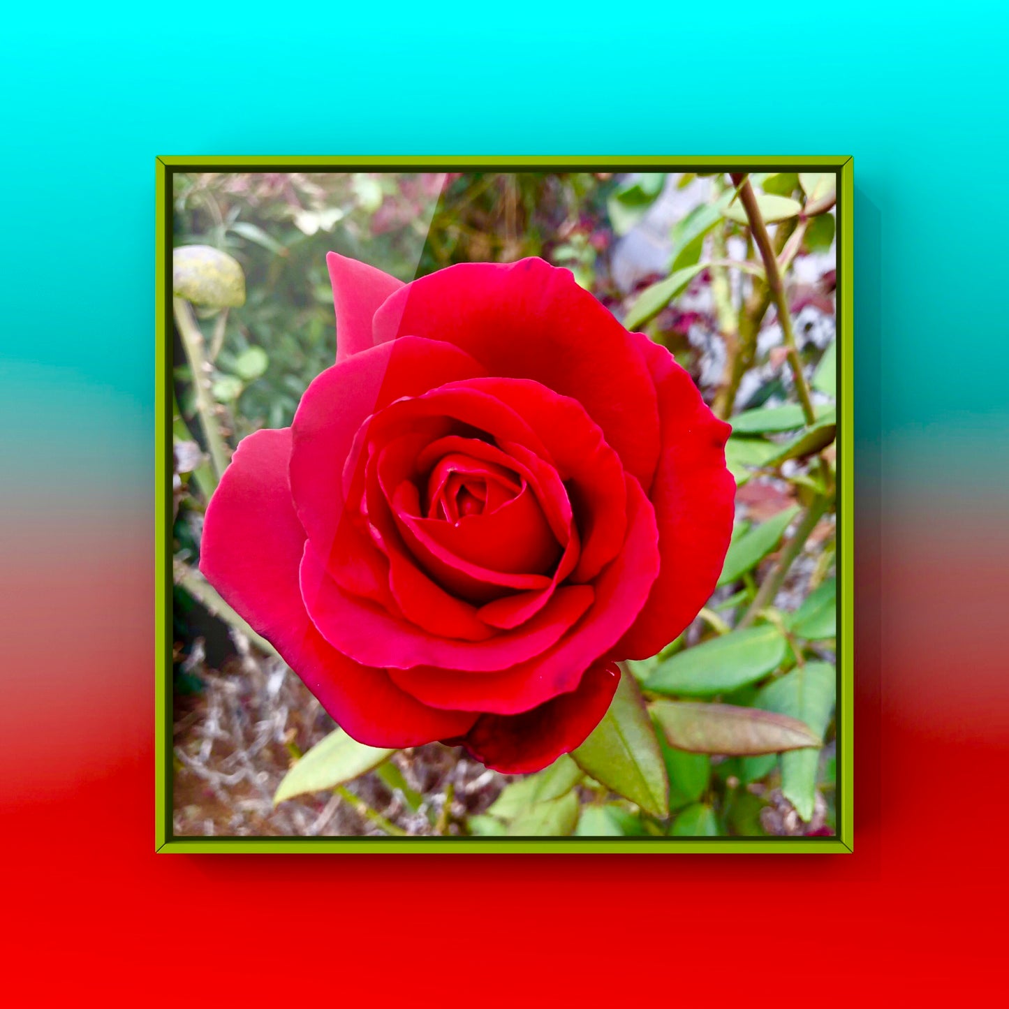 Vibrant Red Rose Printable Wall Art Bundle (2), Romantic Flower Photography, Botanical Floral Decor, Digital Download Set
