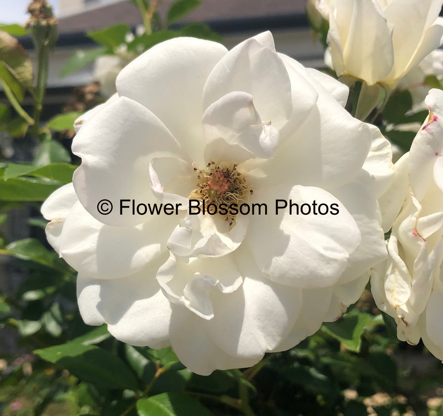 Tranquil White Blossoms| High-Resolution Digital Image For Commercial Use