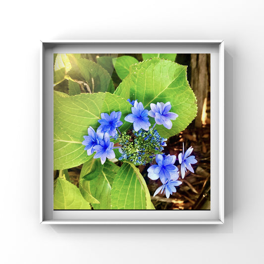 Blue Hydrangeas Wall Art Printable, Flower Photography, Elegant Garden Bloom Decor, Botanical Digital Download