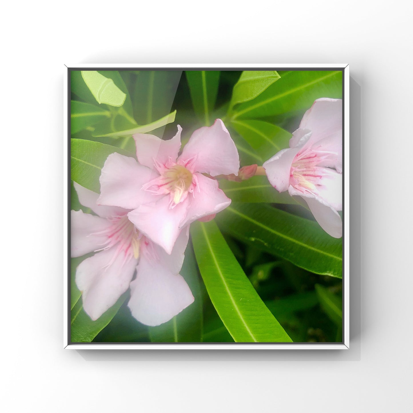 Pink & White Floral Harmony| High-Resolution Digital Image For Personal Use