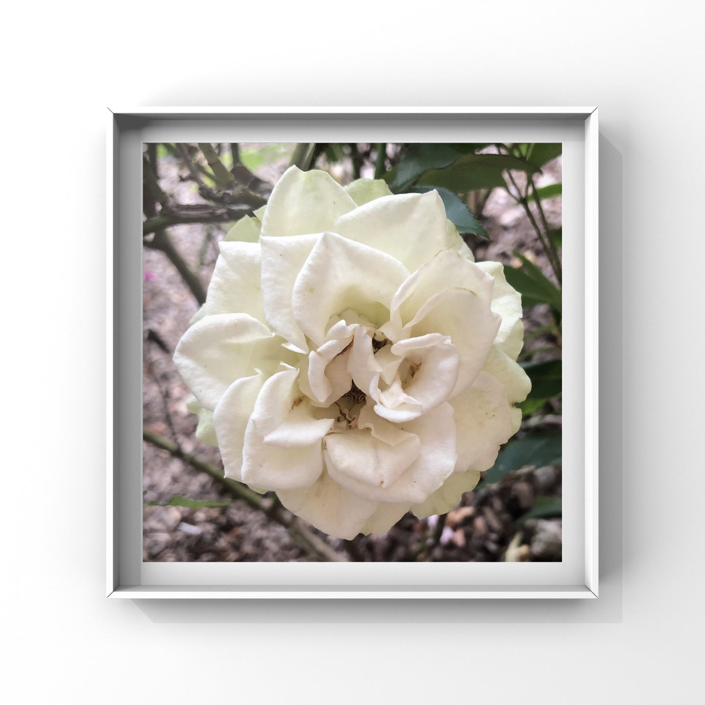 Timeless White Floral Elegance| High-Resolution Digital Image For Personal Use