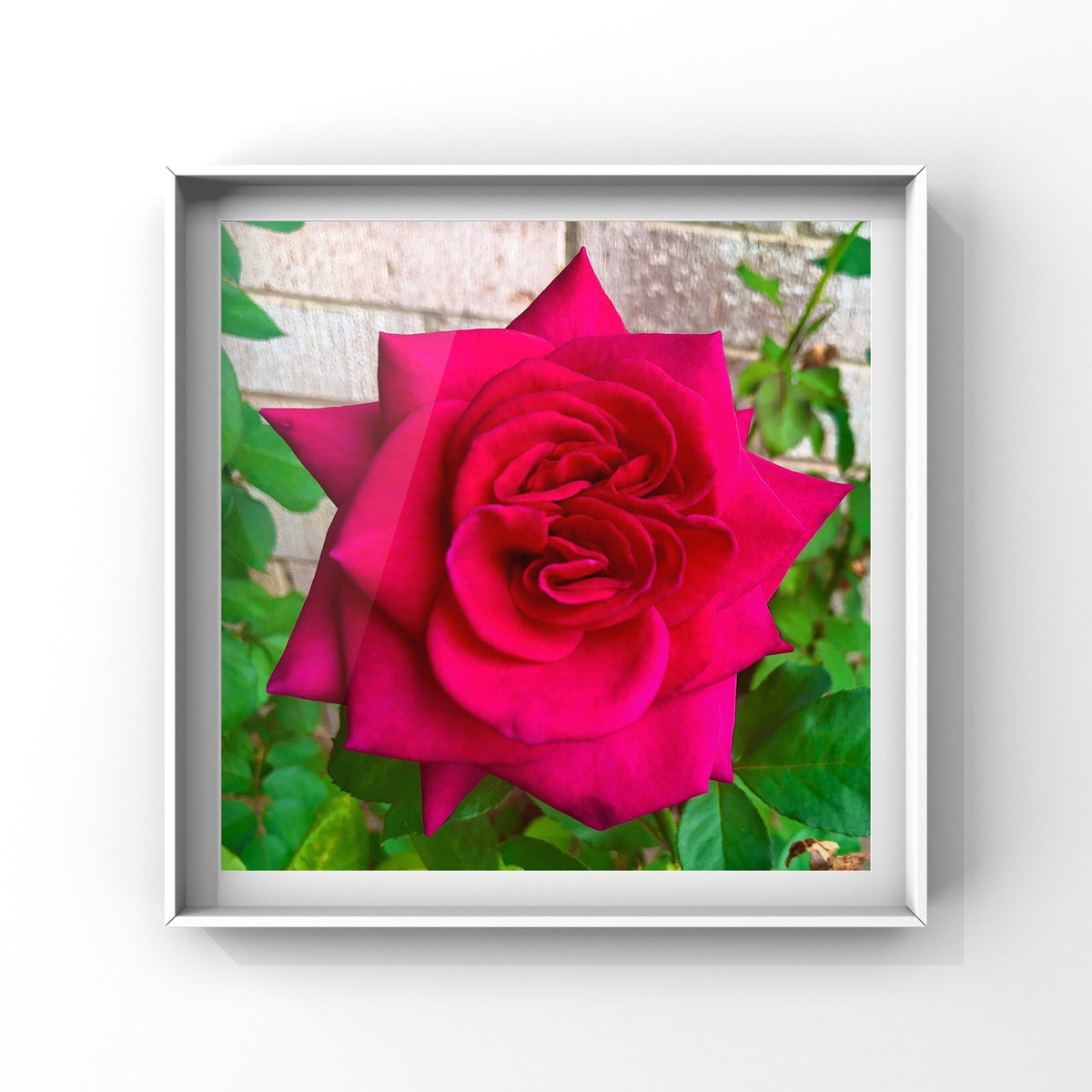 Red Rose Printable Wall Art, Botanical Flower Photography, Digital Download