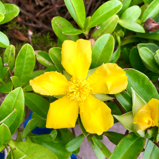 Yellow Flower Wall Art Printable, Floral Photography, Botanical Decor, Digital Download