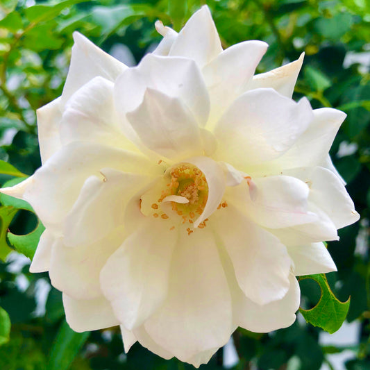 White Iceberg Rose Printable Wall Art, Elegant Botanical Flower Photography, Digital Download