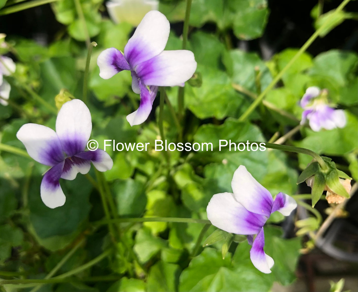 Sweet Purple And White Harmony| High-Resolution Digital Image For Personal Use