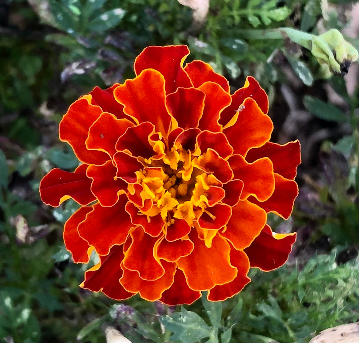 Orange Marigold Wall Art Printable, Flower Photography, Vibrant Garden Bloom Decor, Botanical Digital Download