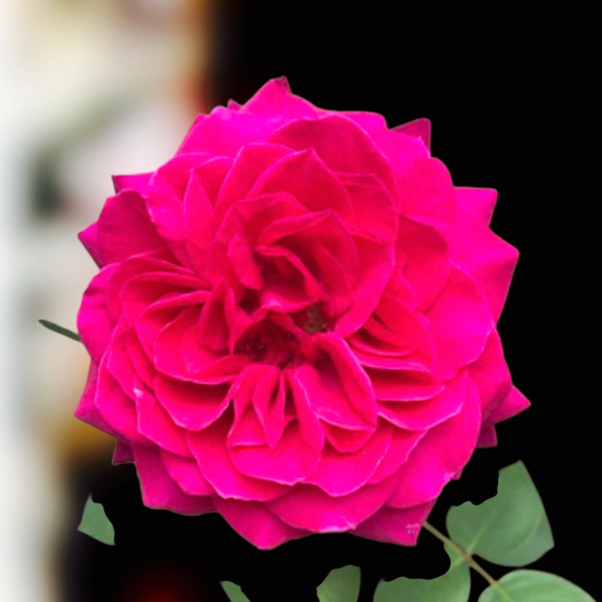 Vibrant Pink Garden Rose Wall Art Printable, Flower Photography, Elegant Botanical Decor, Digital Download