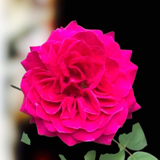Vibrant Pink Garden Rose Wall Art Printable, Flower Photography, Elegant Botanical Decor, Digital Download