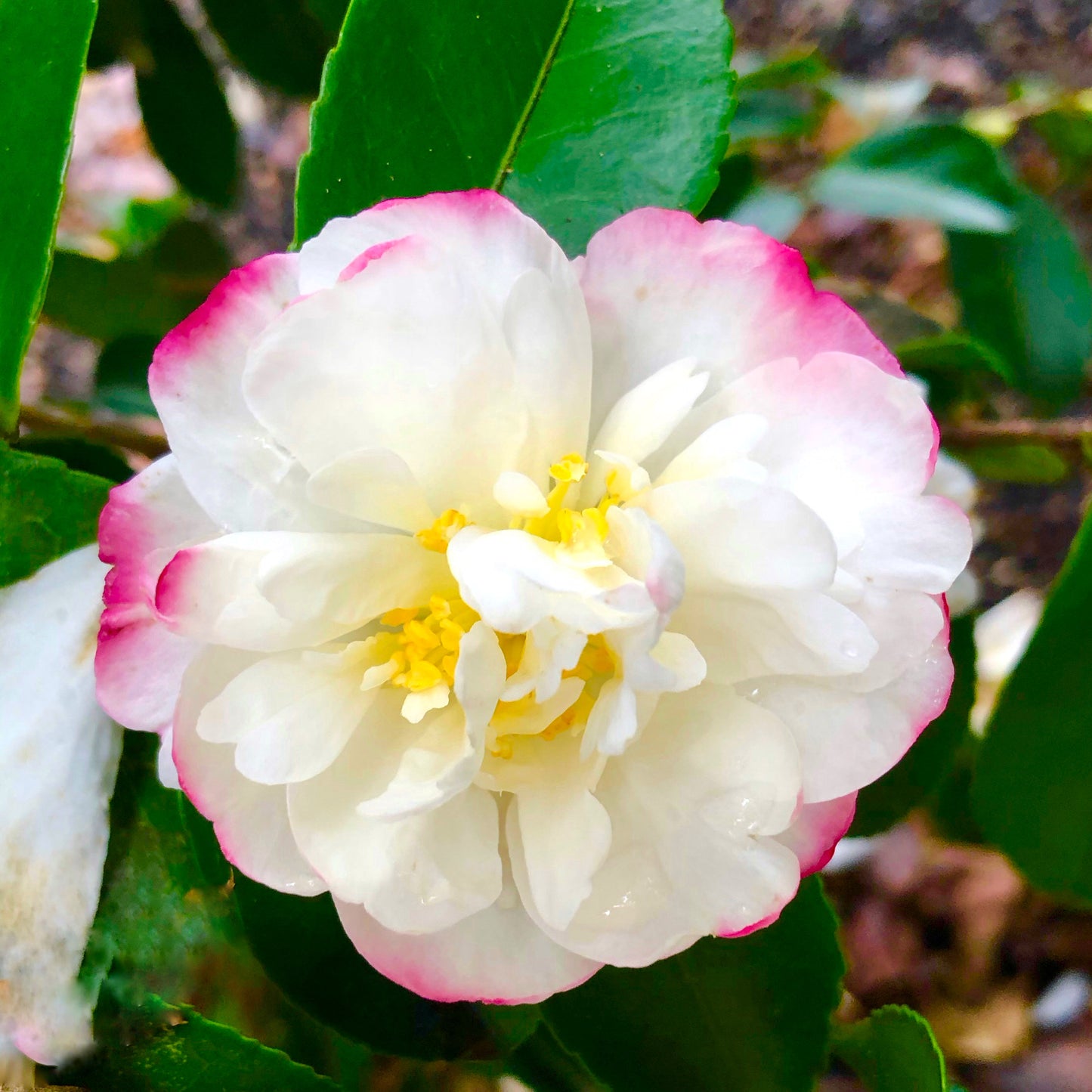 Pink and White Camellia Wall Art Printable, Flower Photography, Elegant Garden Bloom Decor, Botanical Digital Download