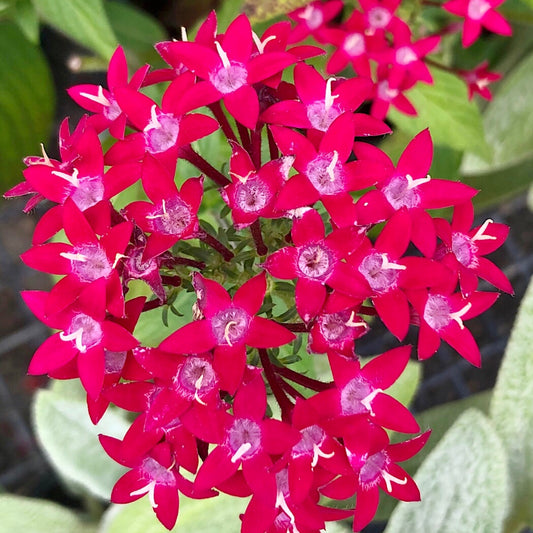 Cluster of Starflowers Printable Wall Art – Delicate Botanical Flower Photography - Digital Download