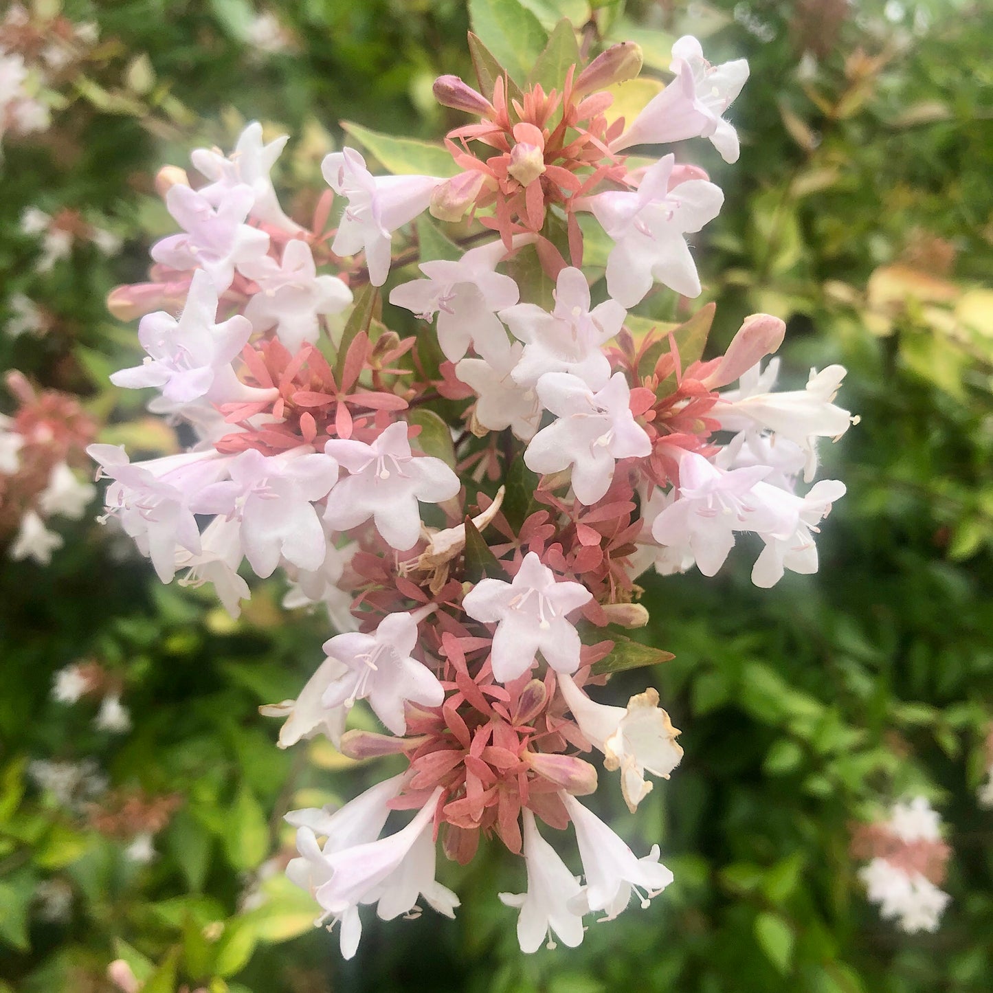 White Abelia Flower Printable Wall Art, Elegant Botanical Photography, Digital Download