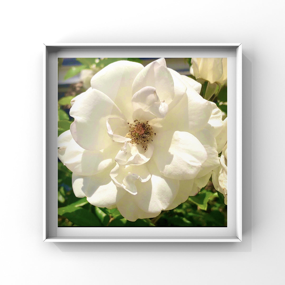 White Iceberg Rose Wall Art Printable, Flower Photography, Elegant Botanical Decor, Digital Download